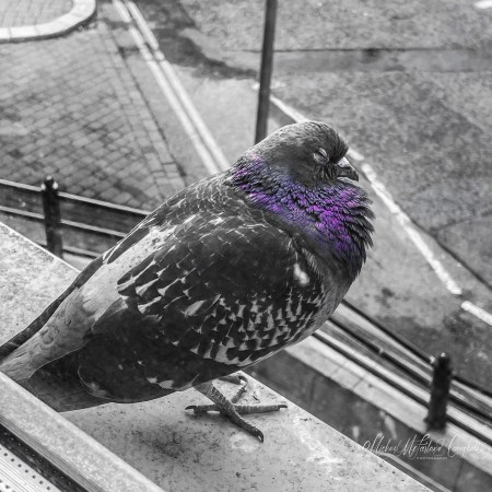 A pigeon perched on a stone ledge, shown in black and white except for the iridescent purple feathers on its neck.
