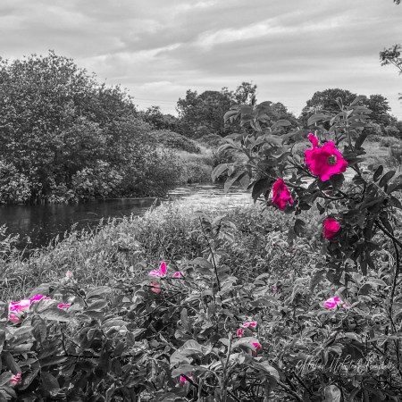 Vivid pink wild roses bloom above a quiet river beneath a grey summer sky, standing out against a monochrome landscape of water, trees, and meado