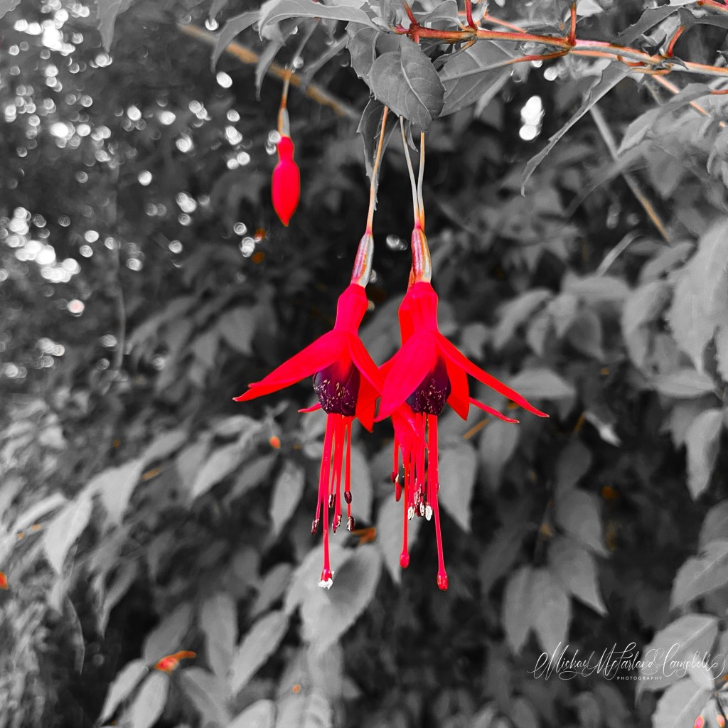 Two bright red fuchsia flowers hang beneath leafy branches, their colour standing out against a monochrome background of foliage and soft summer light. Several unopened buds surround the blossoms, while the shaded garden behind fades into gentle blur.
