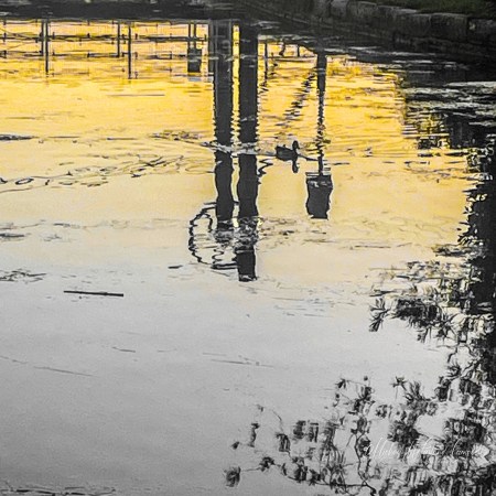 A duck glides across still water glowing with golden evening reflections. Dark vertical reflections from riverside structures stretch across the surface, while ripples gently distort the light into abstract patterns.