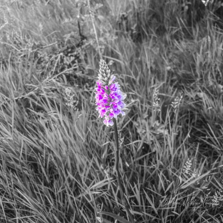 A single pink-purple orchid rises from long grass in a garden, shown in selective colour against a black-and-white background.