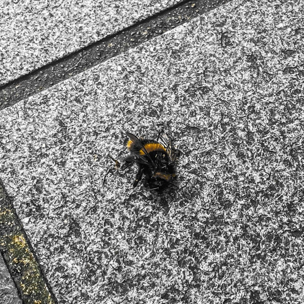 A bumblebee lies motionless on grey paving stones in Ballymena town centre.