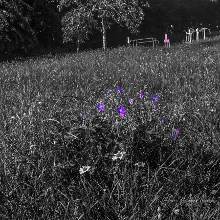 Black-and-white meadow with vivid purple wildflowers blooming in the foreground. A lone pink chair and outdoor exercise equipment stand on the hillside beyond.