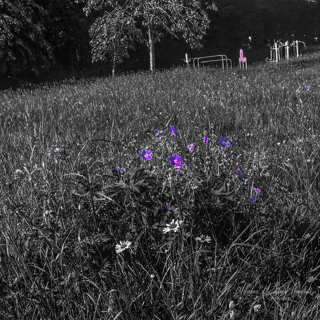 Black-and-white meadow with vivid purple wildflowers blooming in the foreground. A lone pink chair and outdoor exercise equipment stand on the hillside beyond.