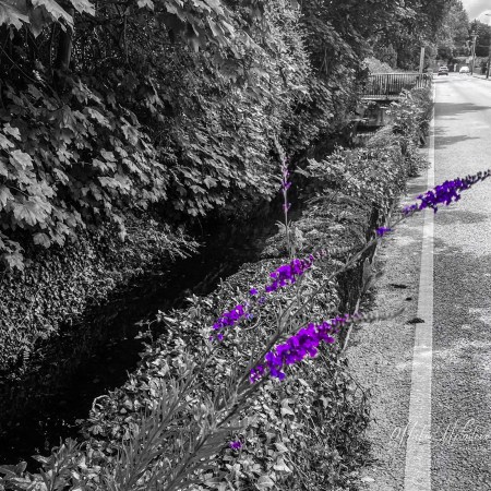 Purple buddleia blooms beside a shaded stream and quiet road, standing out in colour against a monochrome summer landscape in County Kildare.