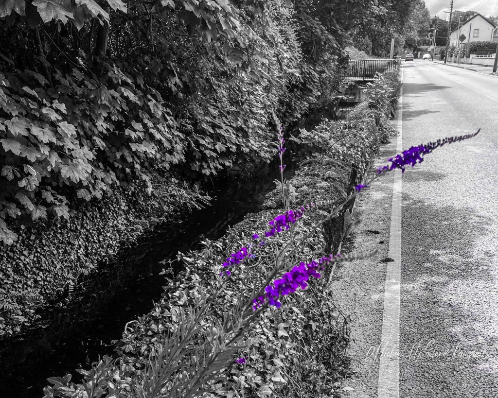 Purple buddleia blooms beside a shaded stream and quiet road, standing out in colour against a monochrome summer landscape in County Kildare.