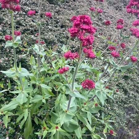 Clusters of deep pink-red valerian flowers growing beside a roadside bank in Ballymena, with green foliage filling the background.