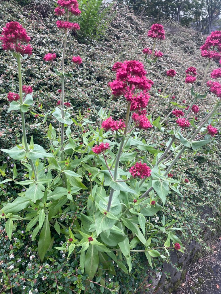 Clusters of deep pink-red valerian flowers growing beside a roadside bank in Ballymena, with green foliage filling the background.