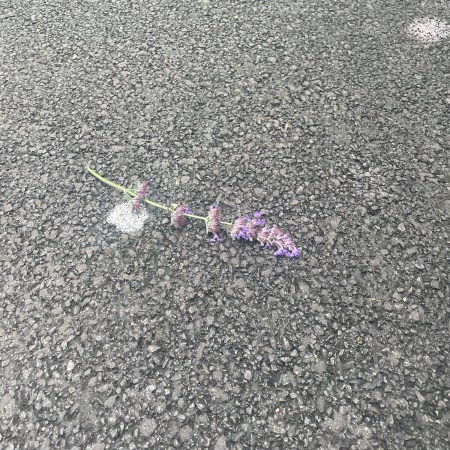 A fallen purple buddleia flower lies alone on a quiet road, its bright colours contrasting with the dark, textured tarmac.