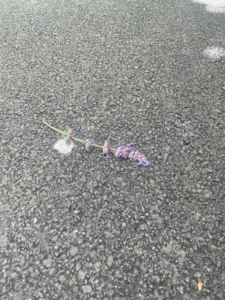 A fallen purple buddleia flower lies alone on a quiet road, its bright colours contrasting with the dark, textured tarmac.