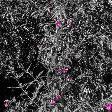 Tall green stems with small pink wildflowers highlighted in colour against a black-and-white background of dense foliage.