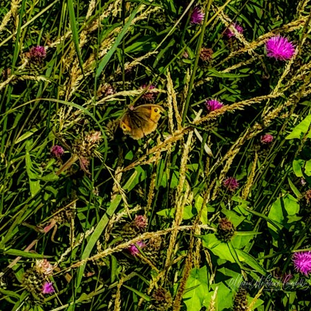 A meadow brown butterfly rests among purple thistle flowers and tall grasses in a wildlife meadow, feeding in bright summer sunshine.