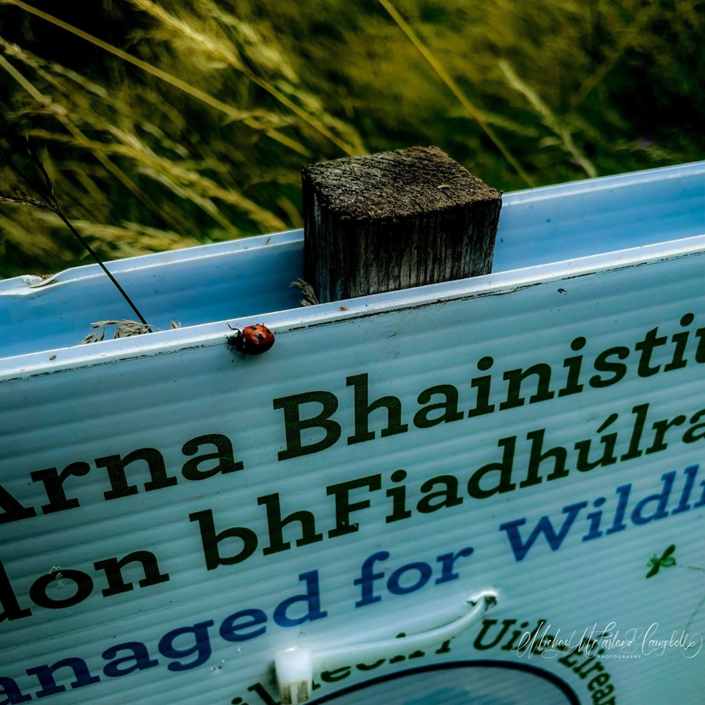 A seven-spot ladybird rests on the edge of a bilingual “Managed for Wildlife” sign, with tall grasses softly blurred behind it, illustrating wildlife already making use of the protected habitat.