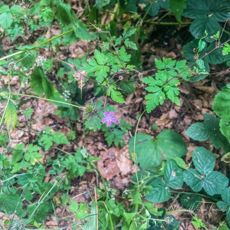 A single small pink wildflower blooms among green woodland leaves, dry seed heads and the leaf litter of the forest floor