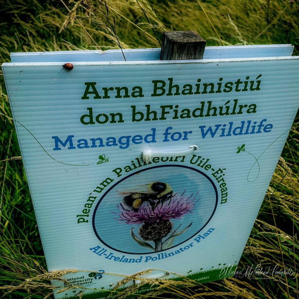 A bilingual Irish and English sign reading “Managed for Wildlife” stands among long grasses, promoting the All-Ireland Pollinator Plan, with a bumblebee illustration on a thistle flower.
