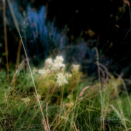 Cream-coloured meadowsweet flowers glowing in soft evening light against a blurred background of grasses