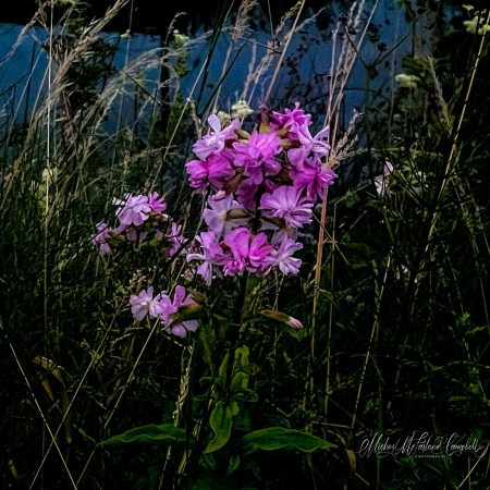 Bright pink campion flowers growing among tall summer grasses with soft evening light in the background.