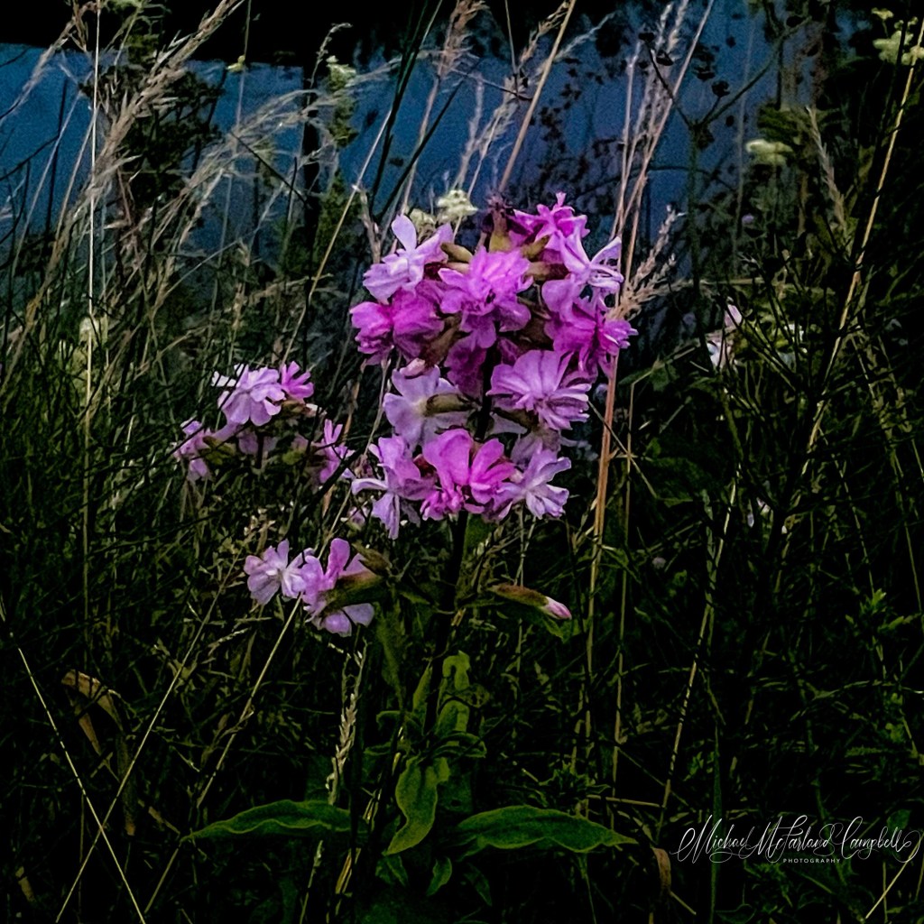 Bright pink campion flowers growing among tall summer grasses with soft evening light in the background.