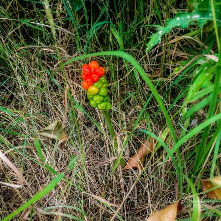 A single upright cluster of wild arum berries among long grass, with lower berries still green and the upper berries turning yellow, orange, and vivid red.