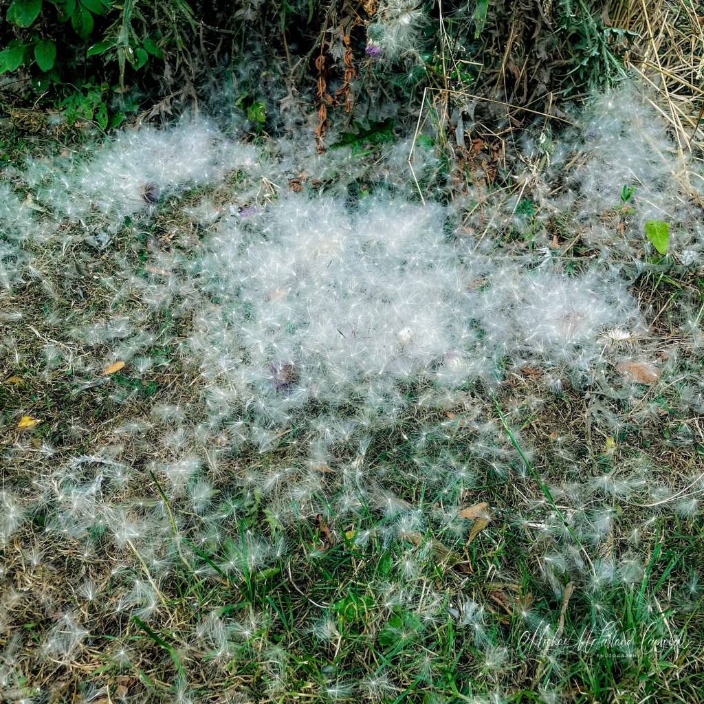 Close view of a thick layer of white thistle seed down spread across grass beneath dried plants and stems.