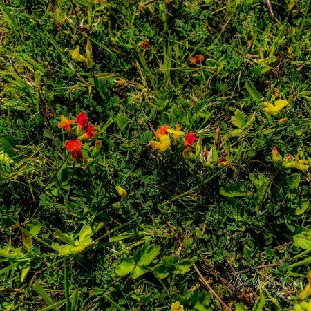 Tiny red and yellow wildflowers bloom low among green grass outside the dialysis unit in Port Laoise.