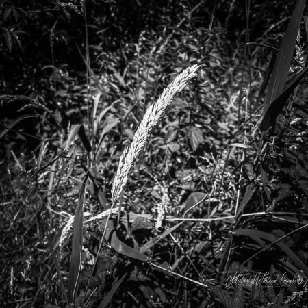 A single pale grass seed head catches the sunlight among darker wild vegetation in Páirc an Phobail, Port Laoise.