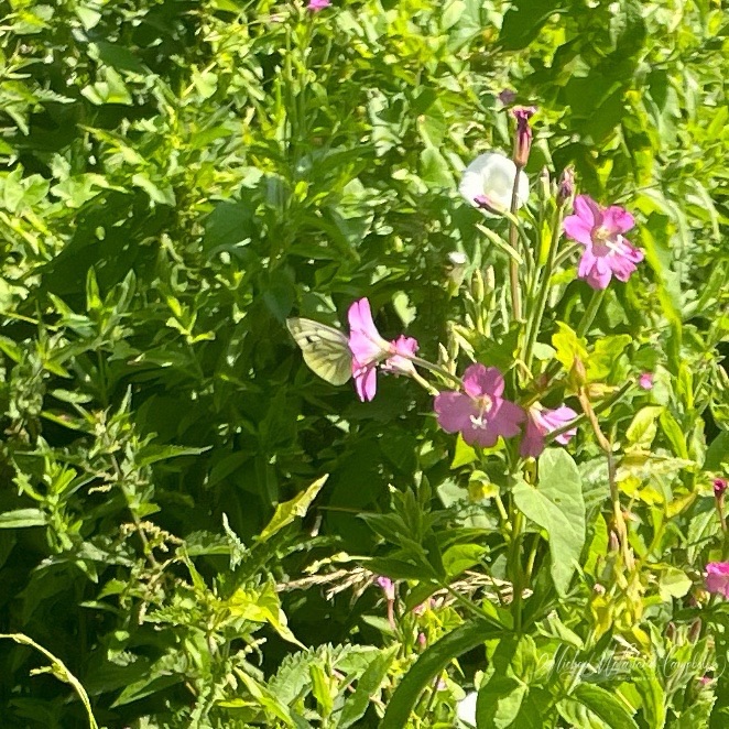 Pale butterfly resting on a pink wildflower amid dense green foliage in bright summer sunlight.