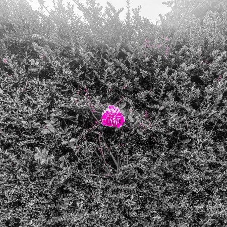 Single vivid pink rose blooming within a dense hedge shown largely in black and white.