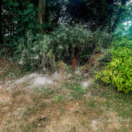 Tall thistles at the edge of a wooded area releasing pale, downy seeds, with loose seed fluff scattered across the dry grass below.