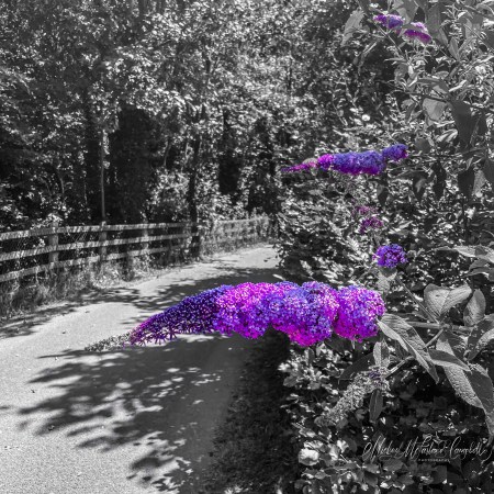 A spray of vivid purple butterfly bush flowers beside the Slí na Trióige path in Port Laoise, standing out against a black-and-white woodland walkway.