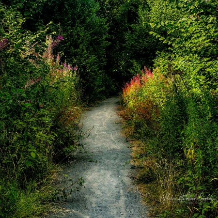 Woodland path curving into deep green trees, bordered by sunlit rosebay willowherb glowing pink in the evening light.