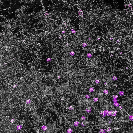 A bank of wildflowers with numerous purple blossoms highlighted against black-and-white foliage, creating a striking contrast across the summer vegetation.