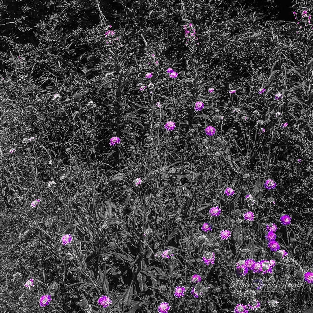 A bank of wildflowers with numerous purple blossoms highlighted against black-and-white foliage, creating a striking contrast across the summer vegetation.