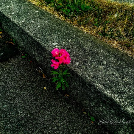 Bright pink flower growing from a narrow gap between a concrete kerb and dark pavement, with dry grass above.