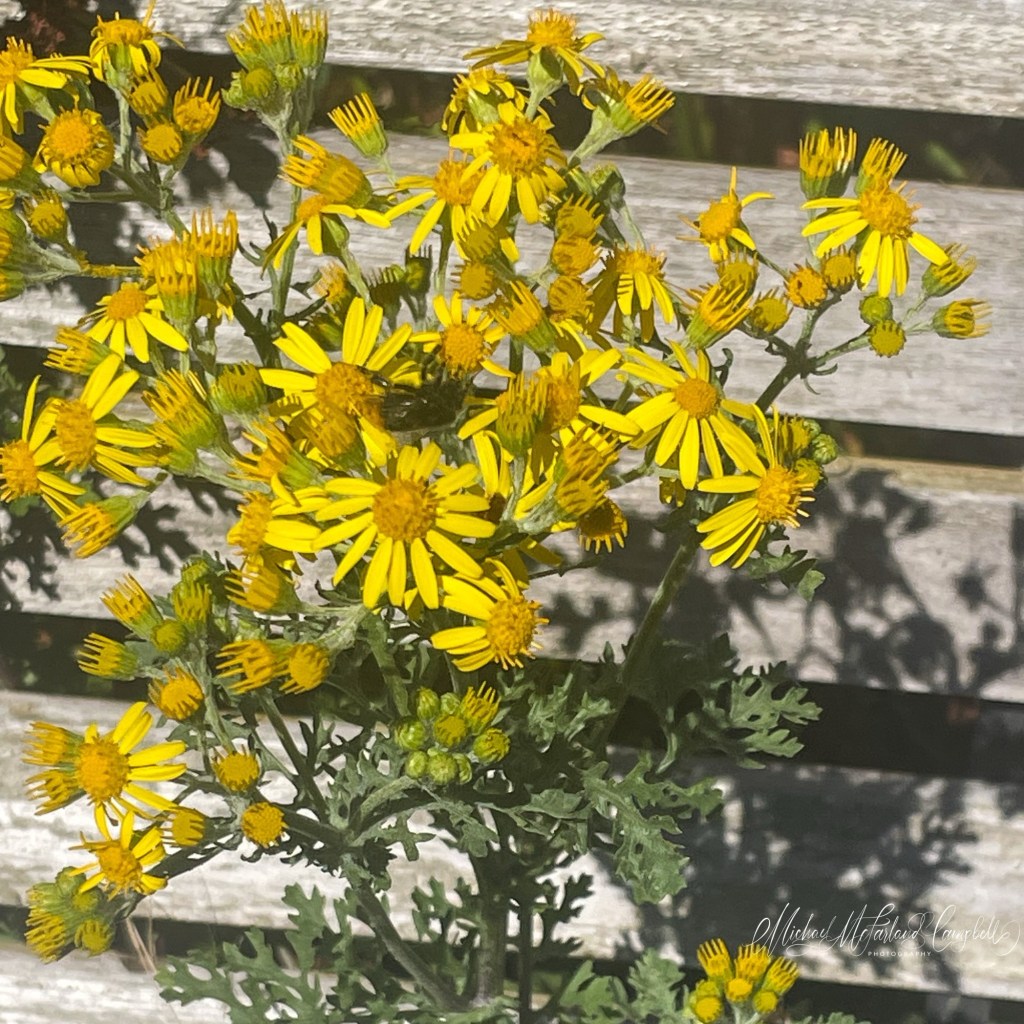Yellow wildflowers blooming between the slats of a wooden garden bench as a bee feeds among the blossoms in bright summer light.
