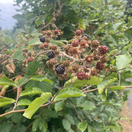 Close-up of a bramble laden with blackberries ranging from green and red to fully ripe black, surrounded by summer leaves.