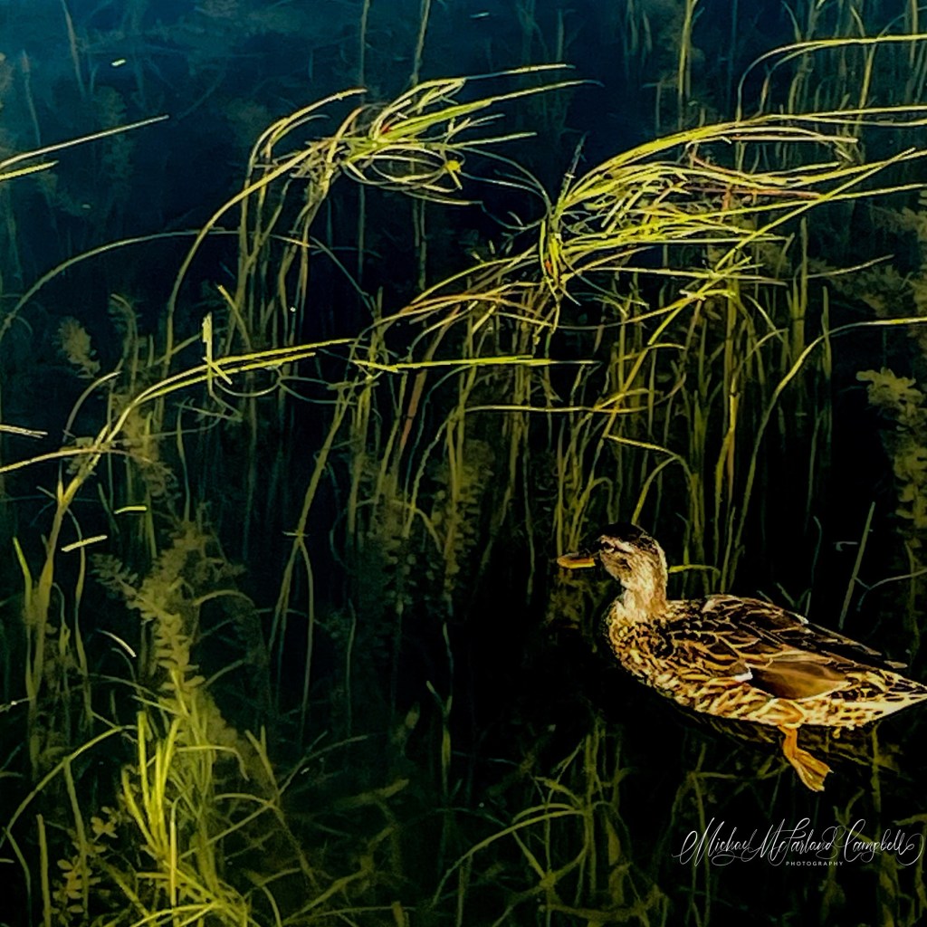 A mallard duck glides quietly through sunlit reeds on a calm canal, surrounded by clear water and submerged vegetation.