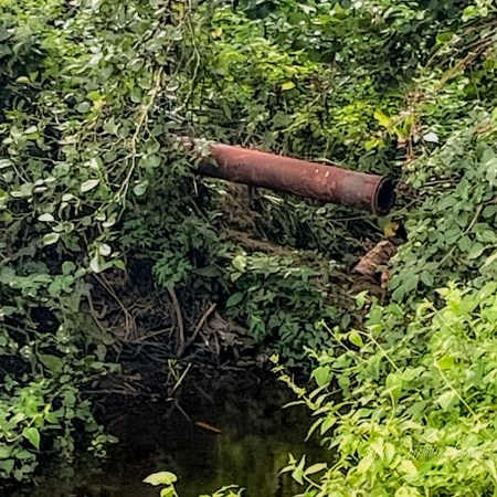 A rusted metal pipe projects through dense green vegetation above the dark, narrow Triogue River in Port Laoise.