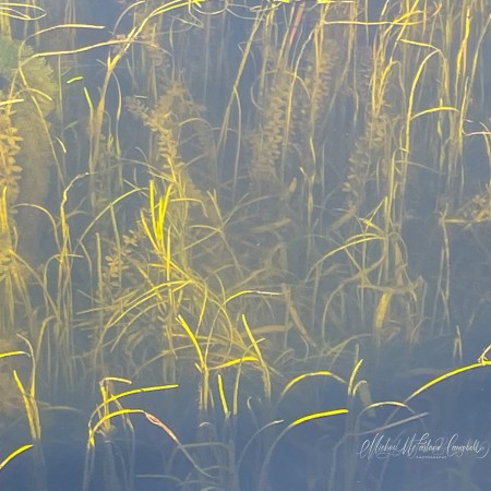 Morning sunlight illuminates tall reeds growing in the clear water of a canal, revealing underwater plants beneath the calm surface.