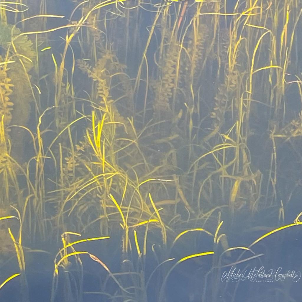 Morning sunlight illuminates tall reeds growing in the clear water of a canal, revealing underwater plants beneath the calm surface.