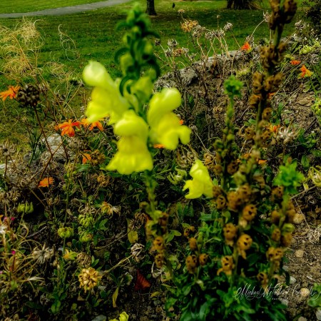 A soft-focus yellow flower fills the foreground of a late-summer flower bed, surrounded by green leaves, dried brown seed heads and scattered orange blooms.
