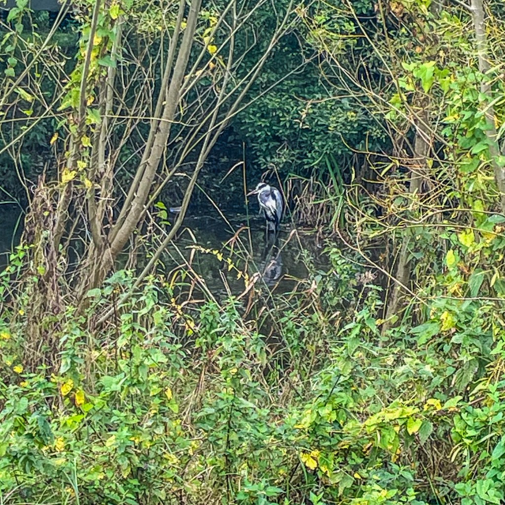 A grey heron standing beside dark water, partially concealed by dense green foliage, reeds and bare branches.
