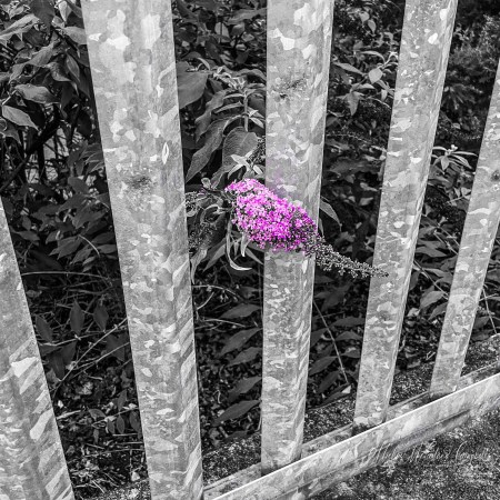 Selective-colour photograph of a purple buddleia flower growing between galvanised railings at Stáisiún Mhainistir Eimhín, with the railings and surrounding foliage rendered in black and white.