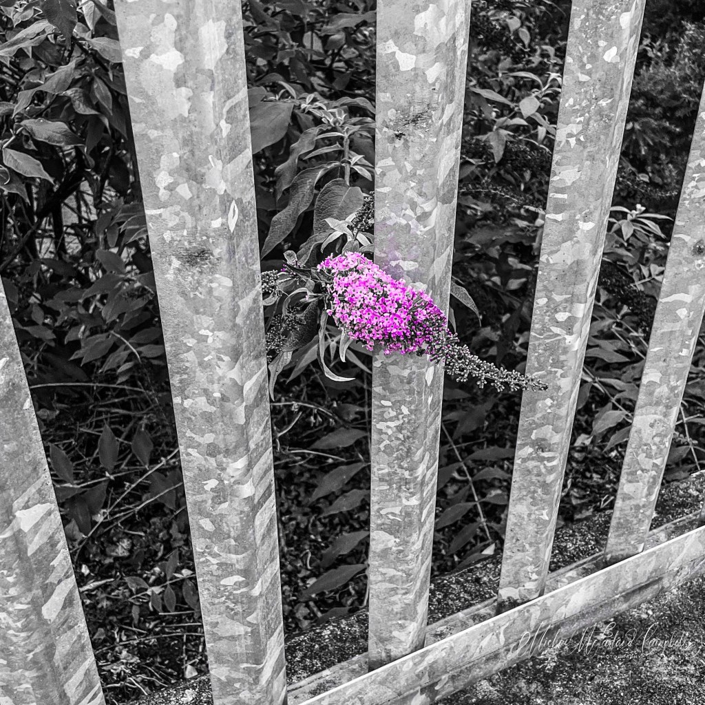 Selective-colour photograph of a purple buddleia flower growing between galvanised railings at Stáisiún Mhainistir Eimhín, with the railings and surrounding foliage rendered in black and white.