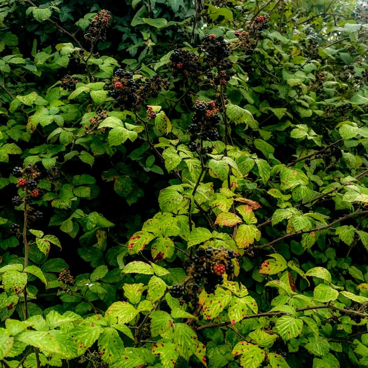 Clusters of ripe black and unripe red blackberries growing among dense green leaves in a hedgerow.