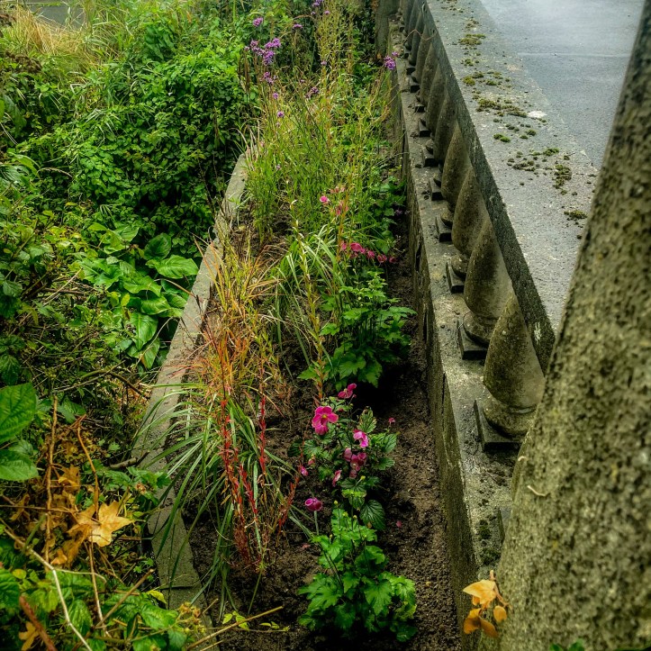 Pink flowers and tall green stems growing beside the flowing Triogue River beneath a bridge in Portlaoise.