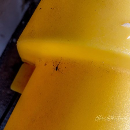 A tiny dark spider crossing the bright yellow lid of a salt box on the platform at Monasterevin railway station.