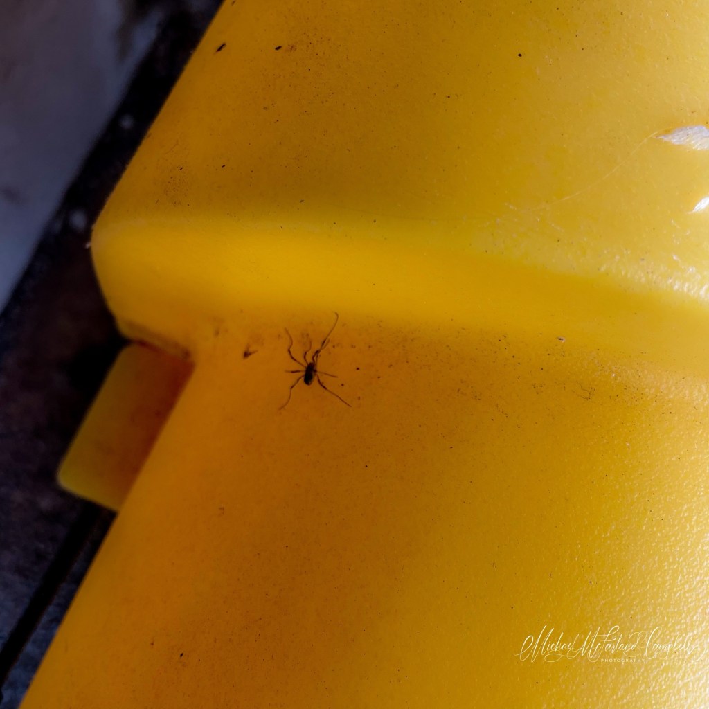 A tiny dark spider crossing the bright yellow lid of a salt box on the platform at Monasterevin railway station.