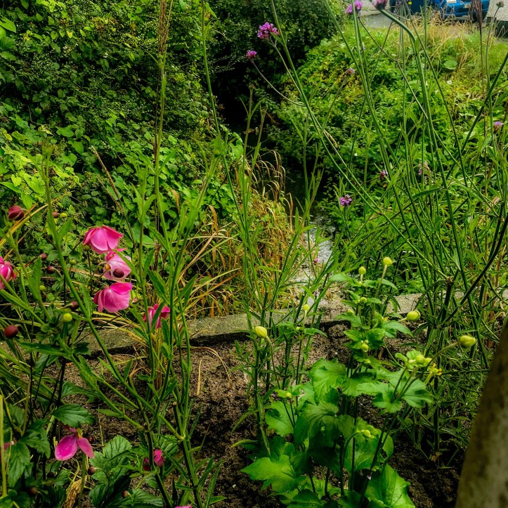 A narrow flower bed beside the Triogue River and the stone balustrade of a bridge in Portlaoise.