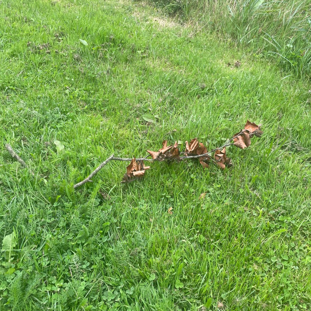A fallen branch with curled brown leaves lies across bright green grass in Port Laoise, an early hint of autumn amid the still-lush September growth.